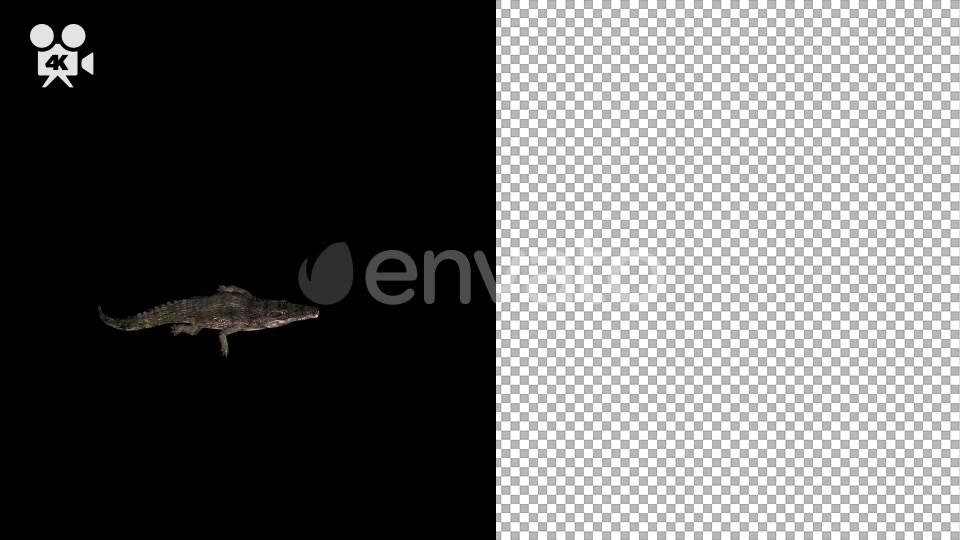 4K Crocodile Alligator Swimming Top View - Download Videohive 21686774