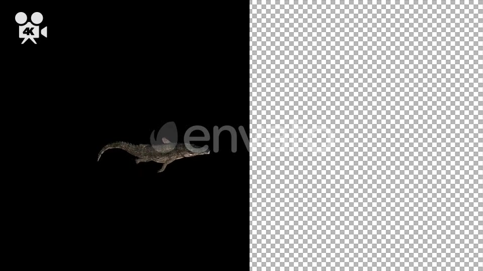 4K Crocodile Alligator Swimming Top View - Download Videohive 21686774