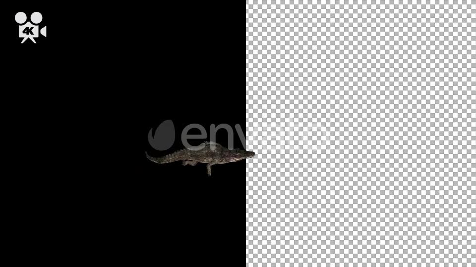 4K Crocodile Alligator Swimming Top View - Download Videohive 21686774