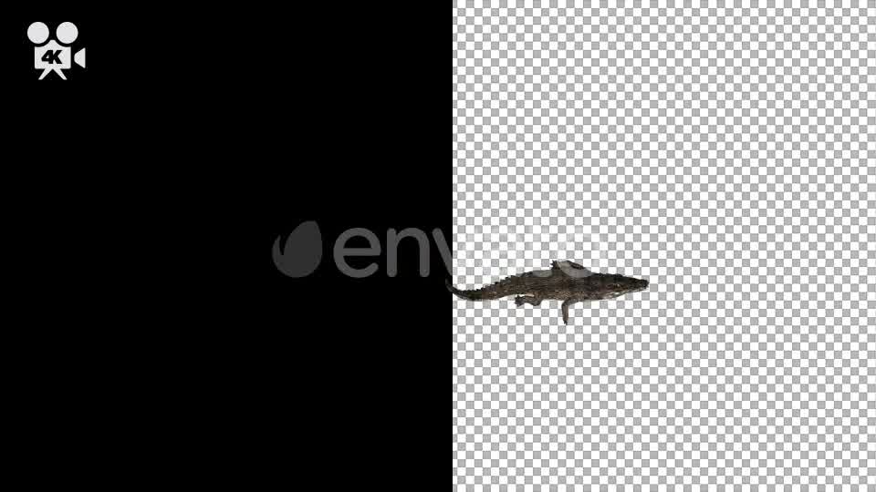 4K Crocodile Alligator Swimming Top View - Download Videohive 21686774