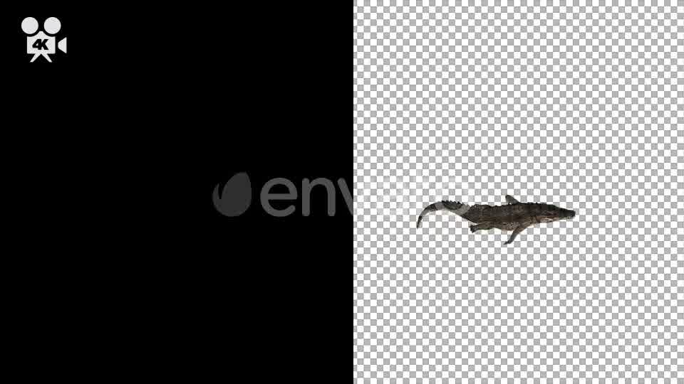 4K Crocodile Alligator Swimming Top View - Download Videohive 21686774