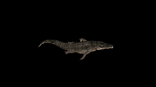 4K Crocodile Alligator Swimming Top View - Download Videohive 21686774