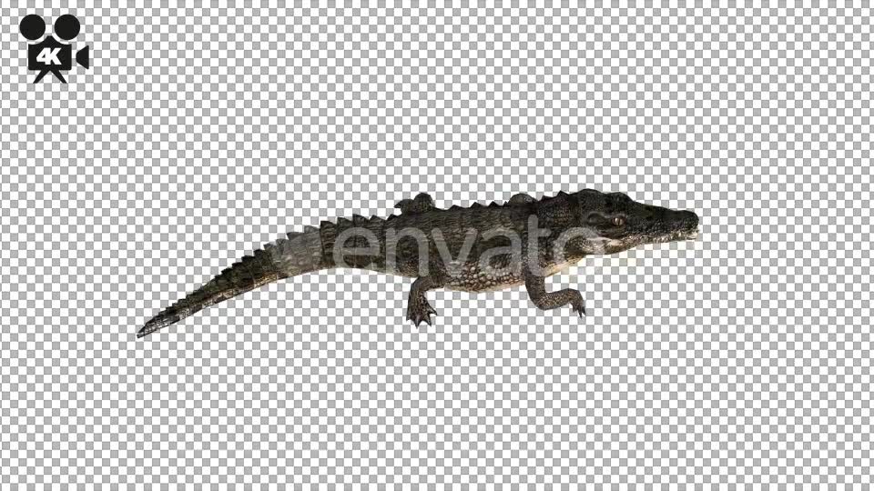 4K Crocodile Alligator Walk Animation - Download Videohive 21686819