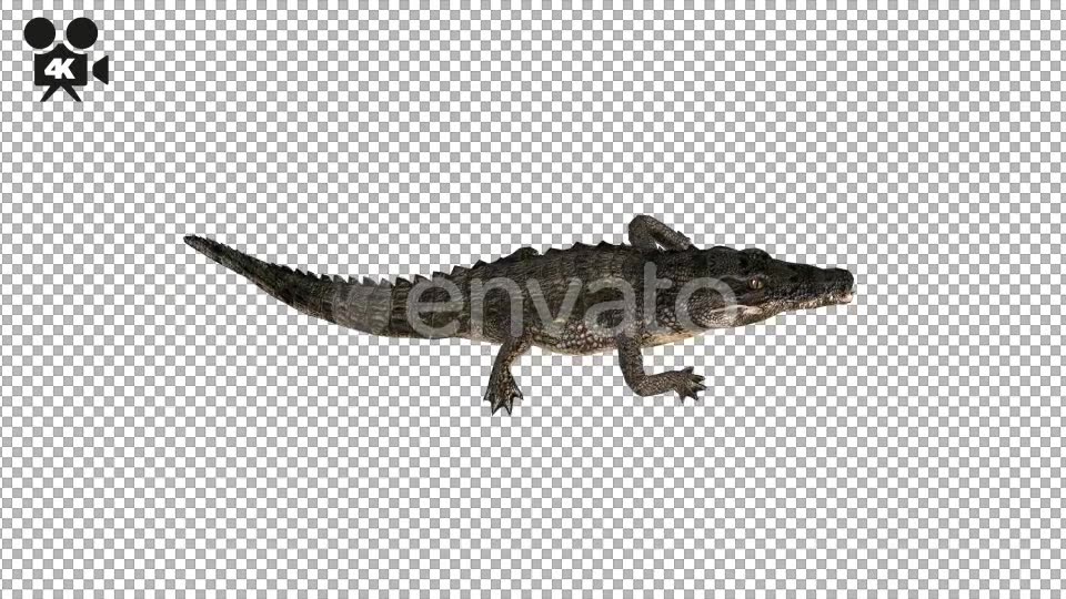 4K Crocodile Alligator Walk Animation - Download Videohive 21686819