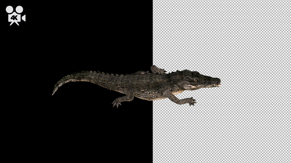 4K Crocodile Alligator Walk Animation - Download Videohive 21686819