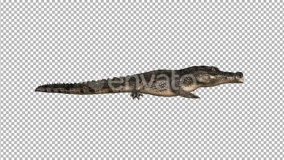 4K Crocodile Alligator Walk - Download Videohive 21686790