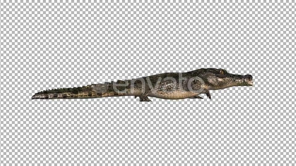 4K Crocodile Alligator Walk - Download Videohive 21686790