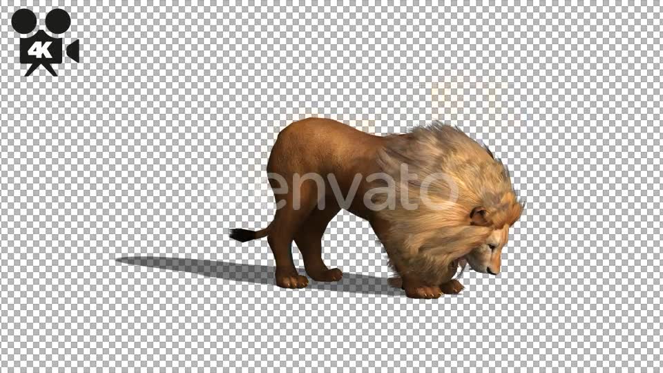 4K Lion Eating - Download Videohive 21674157