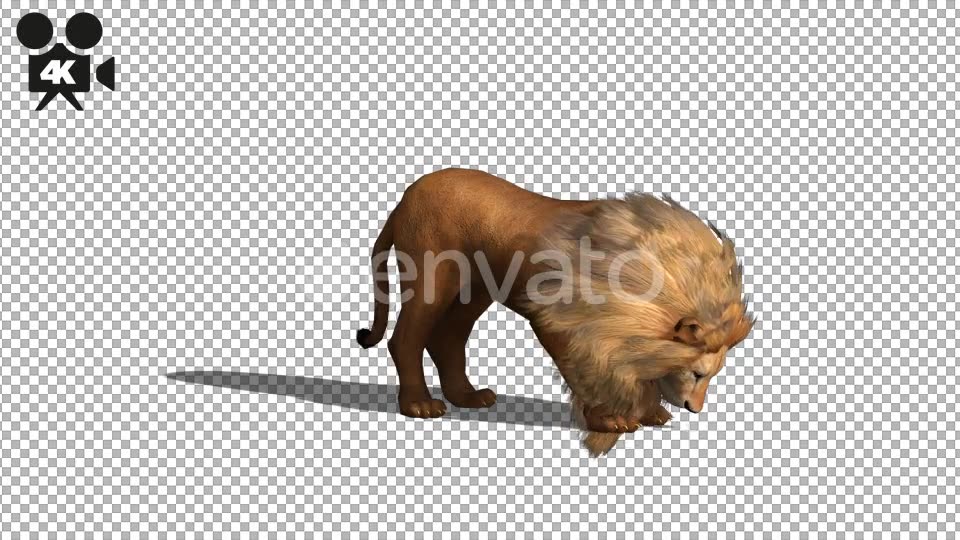 4K Lion Eating - Download Videohive 21674157