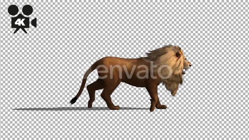 4K Lion Fast Walk - Download Videohive 21674201