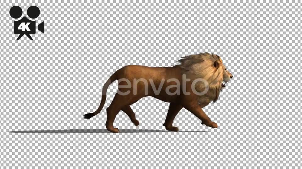 4K Lion Fast Walk - Download Videohive 21674201