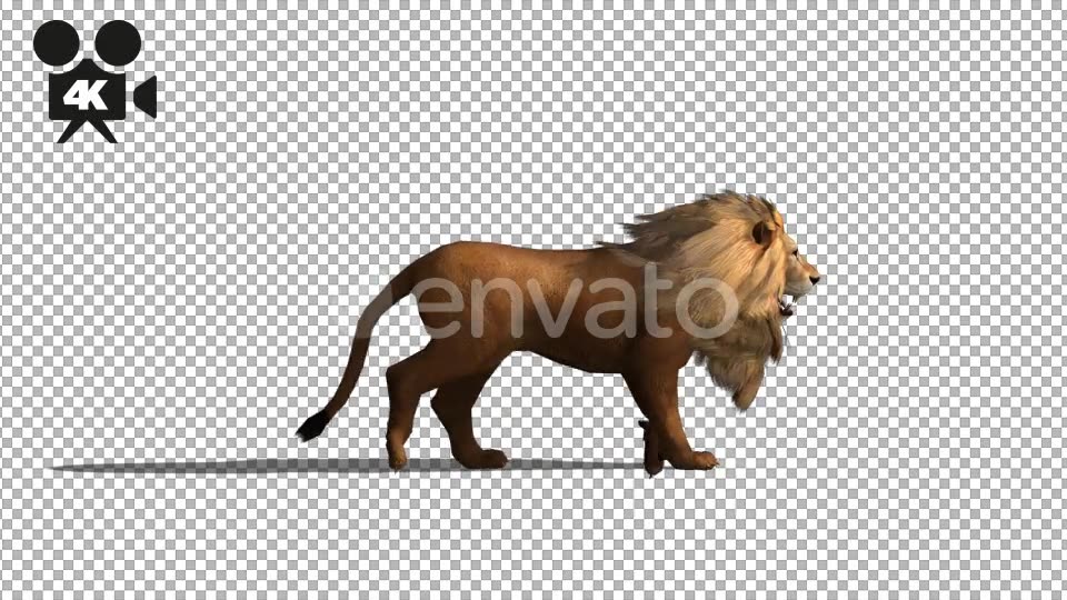 4K Lion Fast Walk - Download Videohive 21674201