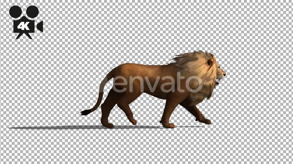 4K Lion Fast Walk - Download Videohive 21674201