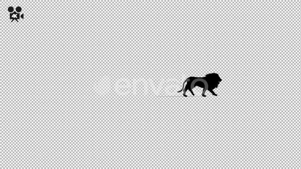 4K Lion Fast Walk Silhouette - Download Videohive 21721278