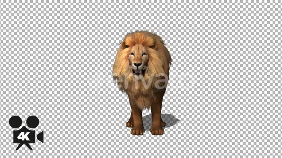 4K Lion Look - Download Videohive 21674304