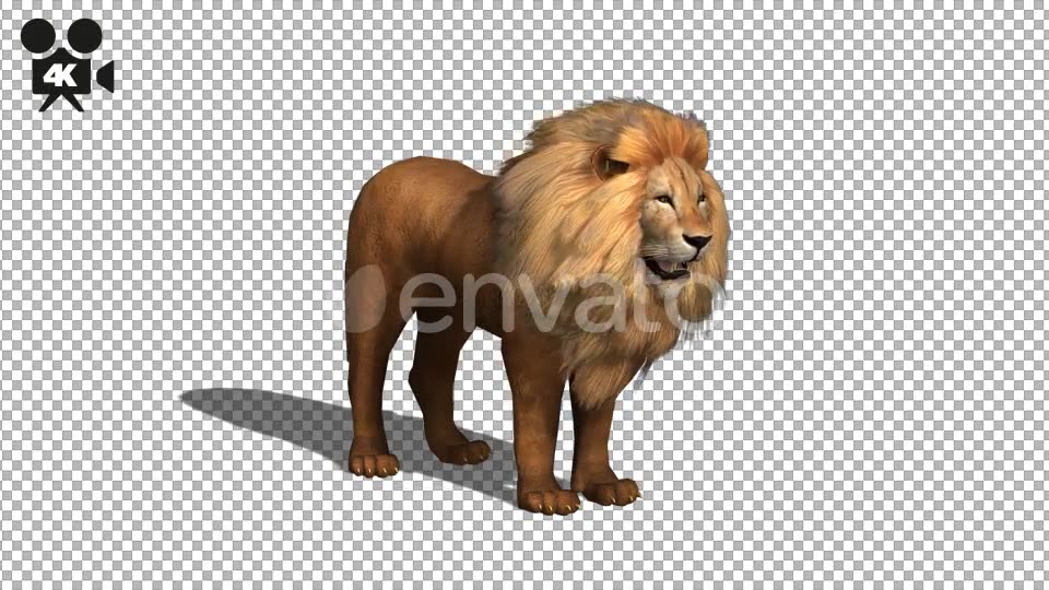 4K Lion Looking Around - Download Videohive 21674320
