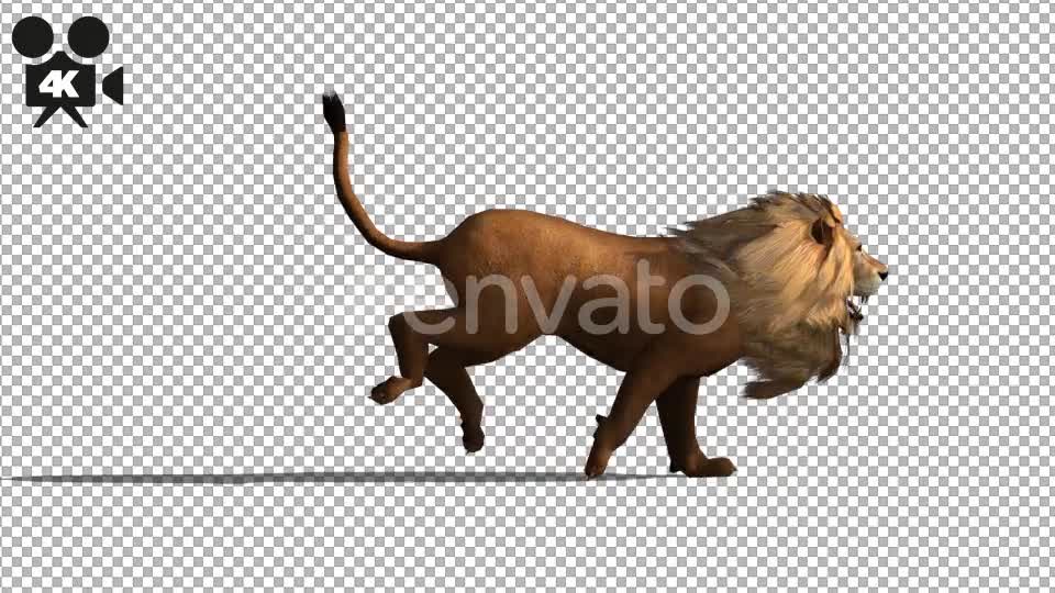 4K Lion Run - Download Videohive 21675701