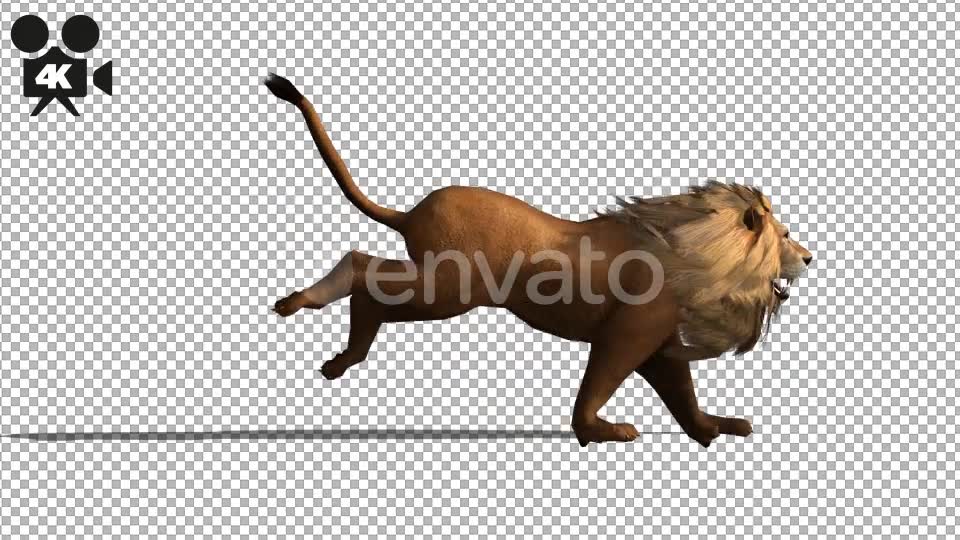 4K Lion Run - Download Videohive 21675701