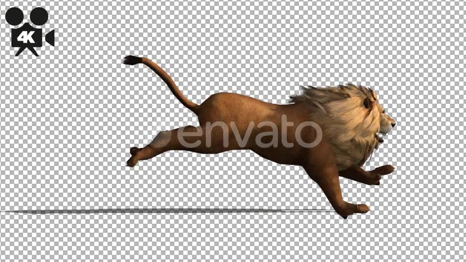 4K Lion Run - Download Videohive 21675701