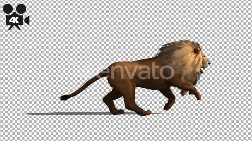 4K Lion Run - Download Videohive 21675701