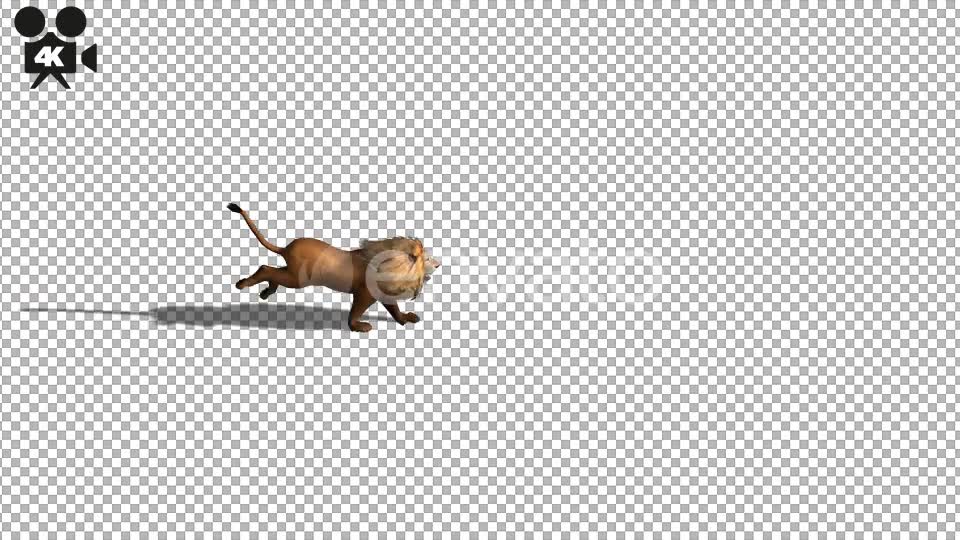 4K Lion Running Top Angle - Download Videohive 21675813