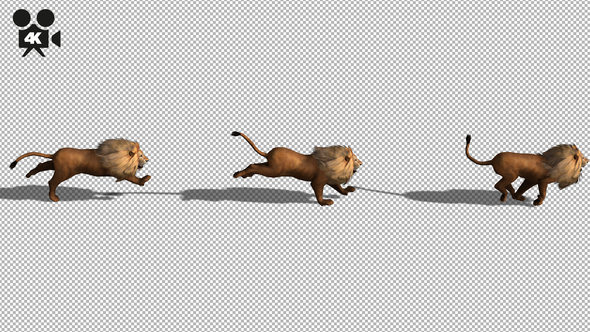 4K Lion Running Top Angle - Download Videohive 21675813