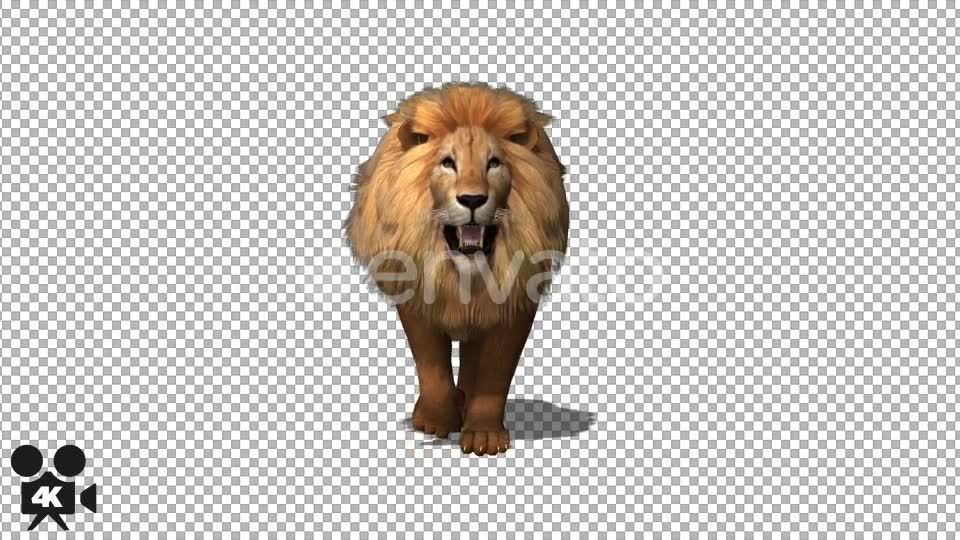 4K Lion Walk to Camera - Download Videohive 21675916