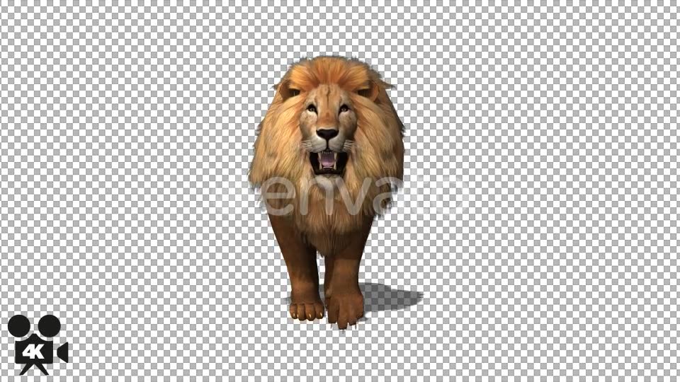 4K Lion Walk to Camera - Download Videohive 21675916