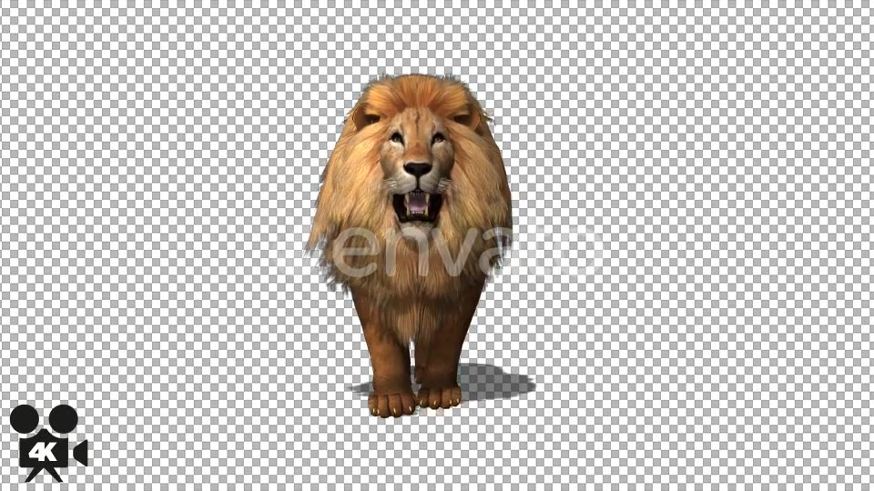 4K Lion Walk to Camera - Download Videohive 21675916