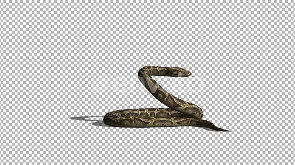 4K Snake Idle Side View - Download Videohive 21697460