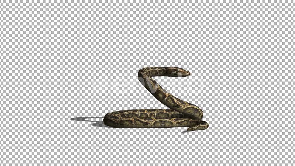 4K Snake Idle Side View - Download Videohive 21697460