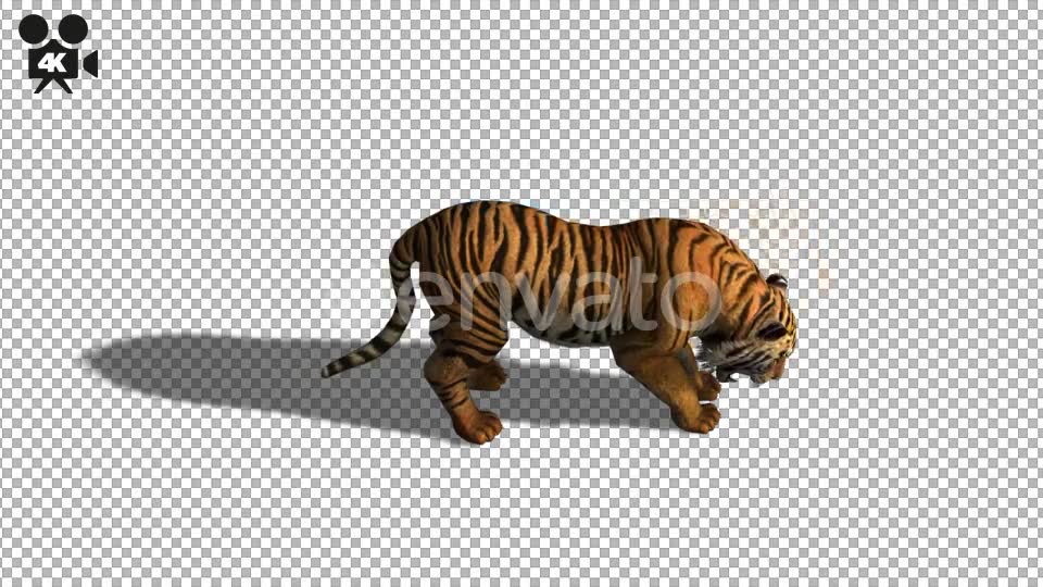 4K Tiger Eat Top View - Download Videohive 21695665