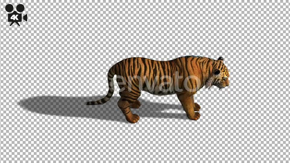 4K Tiger Eat Top View - Download Videohive 21695665