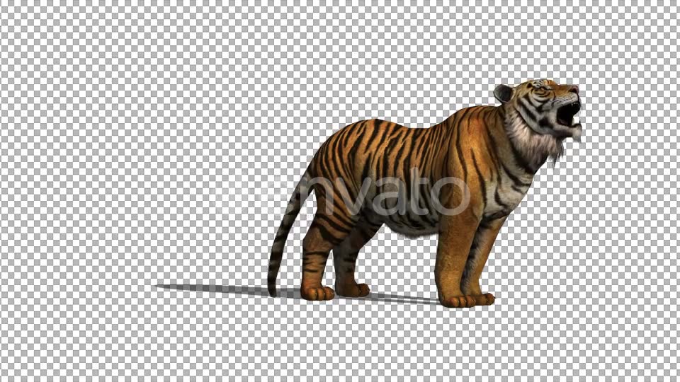 4K Tiger Howl Animation - Download Videohive 21695869