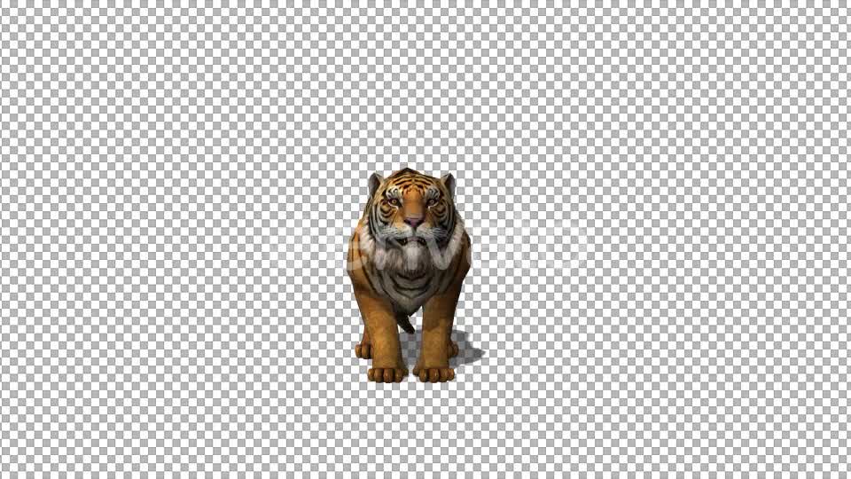 4K Tiger Howl Front View - Download Videohive 21695835