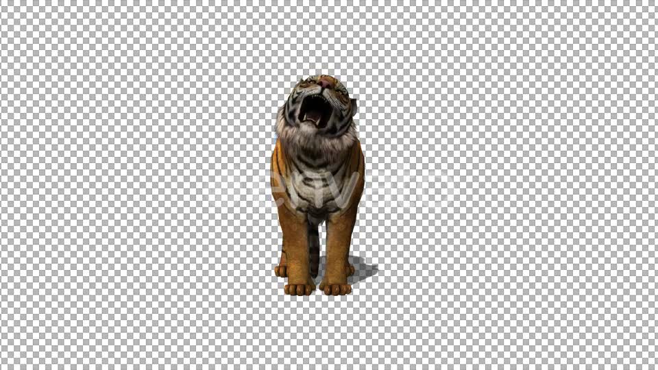 4K Tiger Howl Front View - Download Videohive 21695835