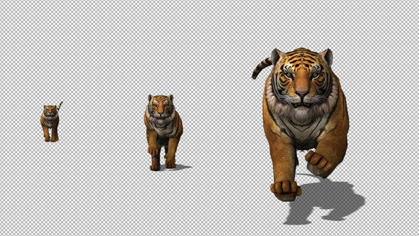 4K Tiger Run to Camera - Download Videohive 21696027