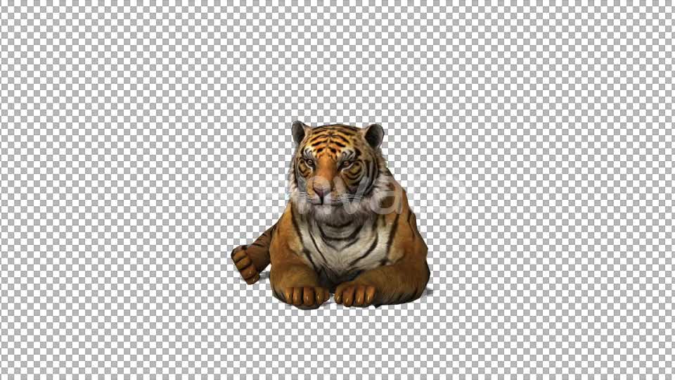 4K Tiger Sit Front View - Download Videohive 21696201