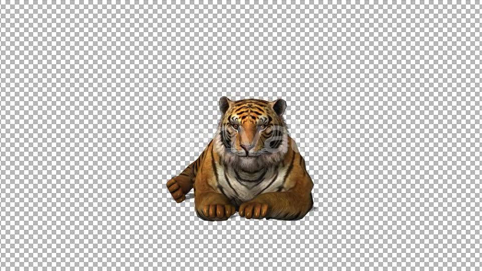 4K Tiger Sit Front View - Download Videohive 21696201