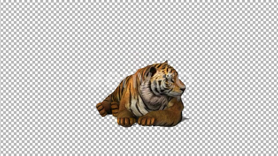 4K Tiger Sit Front View - Download Videohive 21696201