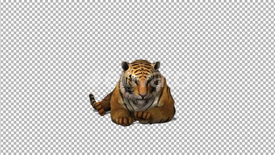4K Tiger Sit Front View - Download Videohive 21696201