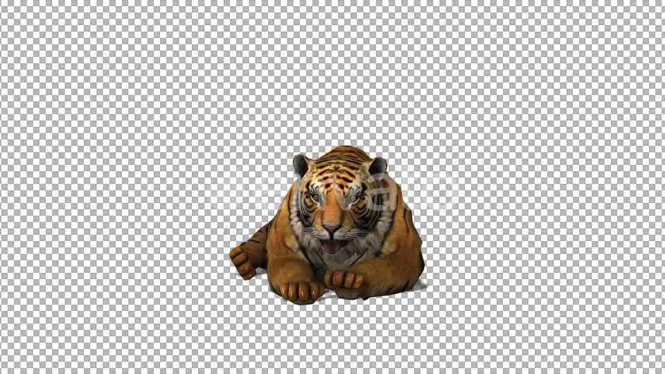 4K Tiger Sit Front View - Download Videohive 21696201