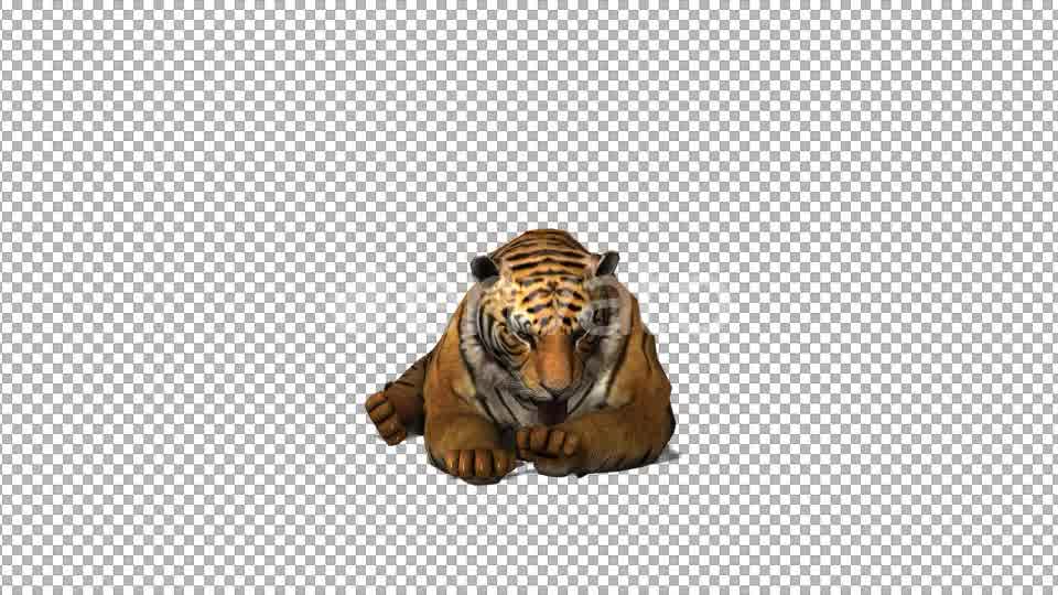 4K Tiger Sit Front View - Download Videohive 21696201