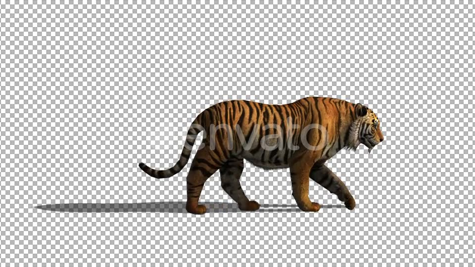 4K Tiger Walk - Download Videohive 21696529