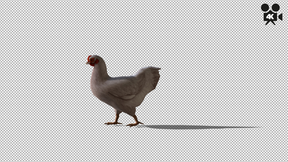 4K White Chicken Walking - Download Videohive 21707960