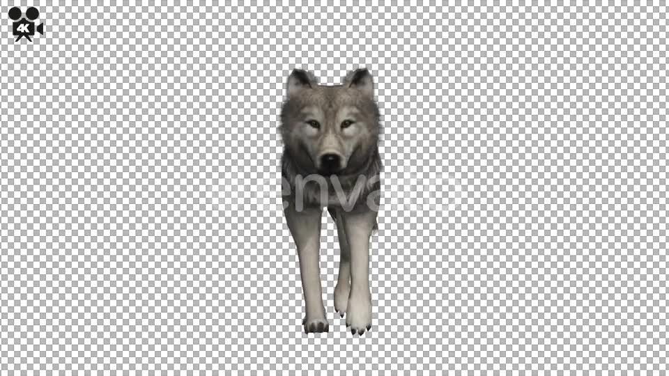 4K Wolf Fast Walk - Download Videohive 22006723
