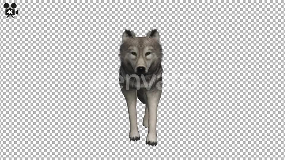 4K Wolf Fast Walk - Download Videohive 22006723