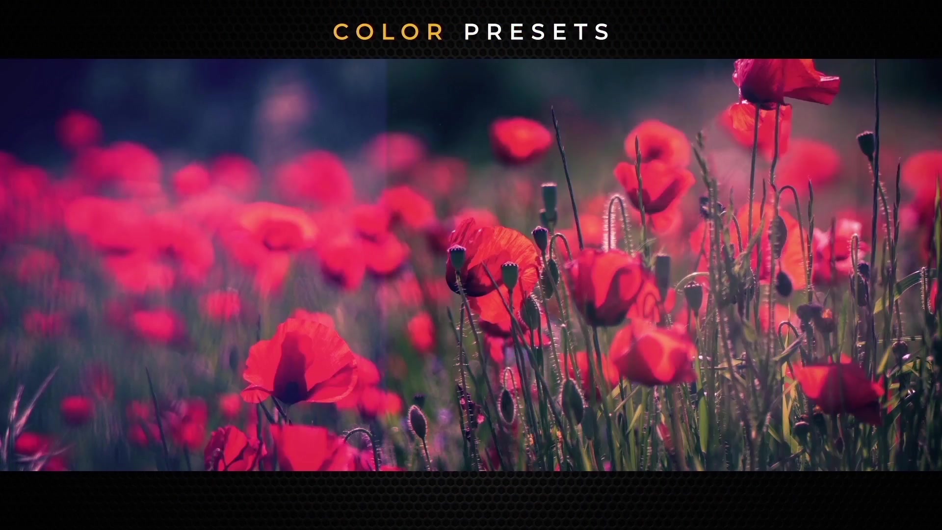 600+ Pack: Transitions, Light Leaks, Color Presets, Sound FX Videohive 21935448 Premiere Pro Image 4
