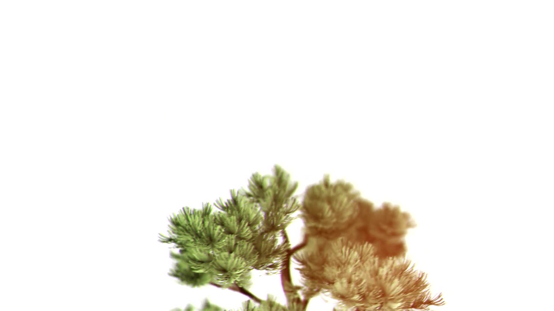 About Us Bonsai Tree Videohive 20516636 After Effects Image 6