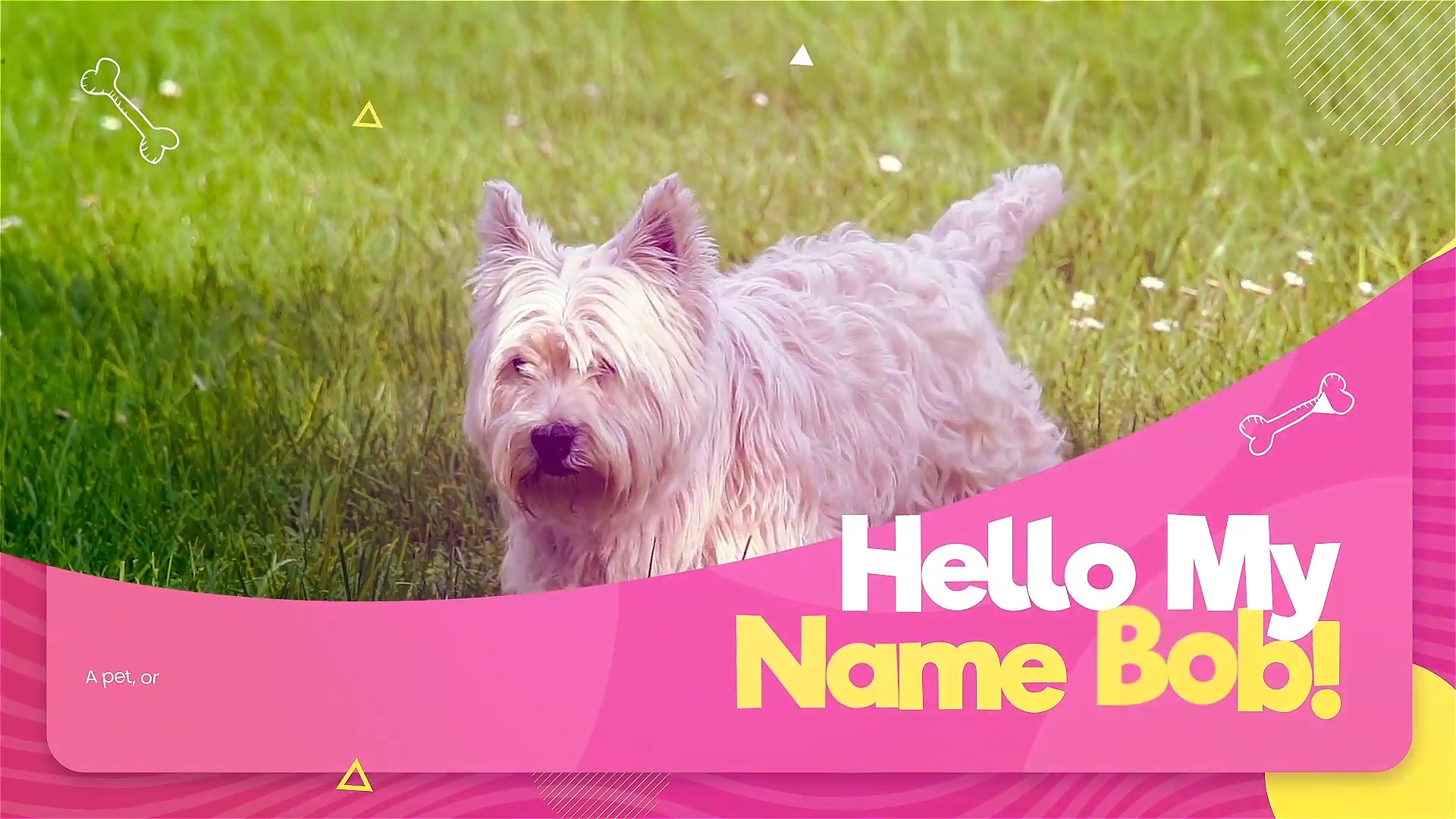 Adopt Me | Pet Promo Videohive 33108039 After Effects Image 4